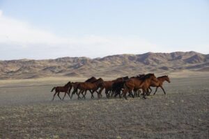 Private tour Almaty Region 3 days with Silktravel - Day 1: Kapshagai reservoir to Altyn-Emel’s white and frozen mountains