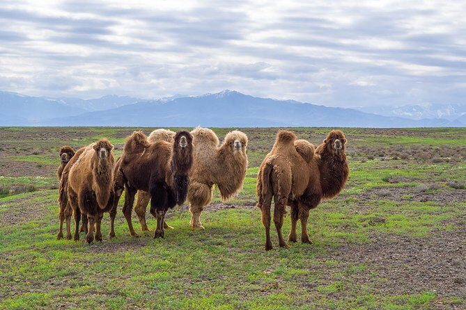 The Silk Road tour of Kazakhstan - Key highlights that make this Silk Road tour worth your time