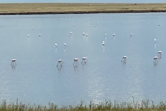 Tour to Korgalzhyn: Flamingo and Wild Fauna Nature Reserve - Freshwater Lake Birdwatching: Where Binocular Time Pays Off
